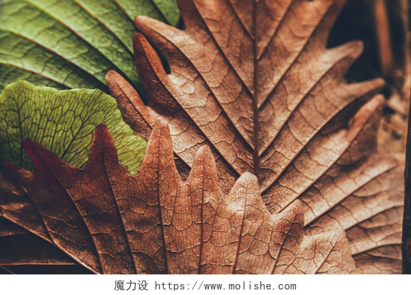 特写镜头美丽的秋天树叶背景背景